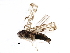  (Eupteryx calcarata - BIOUG17115-C12)  @13 [ ] CreativeCommons - Attribution (2015) CBG Photography Group Centre for Biodiversity Genomics