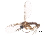  (Cratyna alpina - BIOUG17136-G07)  @13 [ ] CreativeCommons - Attribution (2015) CBG Photography Group Centre for Biodiversity Genomics