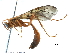  (Ophion longigena - BIOUG17070-H01)  @15 [ ] CreativeCommons - Attribution (2015) CBG Photography Group Centre for Biodiversity Genomics