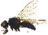  (Botanophila phrenione - BIOUG17178-D01)  @13 [ ] CreativeCommons - Attribution (2015) CBG Photography Group Centre for Biodiversity Genomics