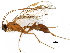  (Absyrtus vicinator - BIOUG17271-G06)  @14 [ ] CreativeCommons - Attribution (2015) CBG Photography Group Centre for Biodiversity Genomics