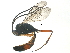  ( - BIOUG17271-H06)  @14 [ ] CreativeCommons - Attribution (2015) CBG Photography Group Centre for Biodiversity Genomics