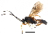  (Dimophora - BIOUG17272-A04)  @15 [ ] CreativeCommons - Attribution (2015) CBG Photography Group Centre for Biodiversity Genomics