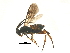  (Microplitis deprimator - BIOUG17442-D02)  @14 [ ] CreativeCommons - Attribution (2015) CBG Photography Group Centre for Biodiversity Genomics