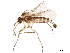  ( - BIOUG42680-A02)  @11 [ ] CreativeCommons - Attribution (2019) CBG Photography Group Centre for Biodiversity Genomics
