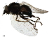  (Cerodontha ircos - BIOUG42744-C07)  @11 [ ] CreativeCommons - Attribution (2019) CBG Photography Group Centre for Biodiversity Genomics