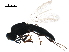  (Platygaster philinna - BIOUG42746-F11)  @13 [ ] CreativeCommons - Attribution (2019) CBG Photography Group Centre for Biodiversity Genomics