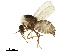  ( - BIOUG42748-C08)  @11 [ ] CreativeCommons - Attribution (2019) CBG Photography Group Centre for Biodiversity Genomics