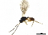  ( - BIOUG42921-A07)  @11 [ ] CreativeCommons - Attribution (2019) CBG Photography Group Centre for Biodiversity Genomics