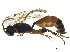  (Centeterus rubiginosus - BIOUG42697-F04)  @14 [ ] CreativeCommons - Attribution (2018) CBG Photography Group Centre for Biodiversity Genomics