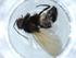  (Botanophila dissecta - BIOUG55101-H07)  @11 [ ] CreativeCommons - Attribution (2020) Centre for Biodiversity Genomics Centre for Biodiversity Genomics