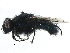  (Protophormia atriceps - BIOUG15573-C04)  @14 [ ] CreativeCommons - Attribution (2015) CBG Photography Group Centre for Biodiversity Genomics