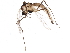  ( - BIOUG15700-A05)  @13 [ ] CreativeCommons - Attribution (2015) CBG Photography Group Centre for Biodiversity Genomics