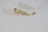  (Parakiefferiella sp. 3SW - BIOUG04795-G09)  @12 [ ] CreativeCommons - Attribution Non-Commercial Share-Alike (2015) Unspecified SNSB, Zoologische Staatssammlung Muenchen