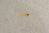 (Allanthalia pallida - BIOUG05103-D01)  @12 [ ] CreativeCommons - Attribution Non-Commercial Share-Alike (2015) Unspecified SNSB, Zoologische Staatssammlung Muenchen