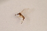  ( - BIOUG05104-C04)  @12 [ ] CreativeCommons - Attribution Non-Commercial Share-Alike (2015) Unspecified SNSB, Zoologische Staatssammlung Muenchen