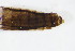  ( - BIOUG05142-E05)  @12 [ ] CreativeCommons - Attribution Non-Commercial Share-Alike (2015) Unspecified SNSB, Zoologische Staatssammlung Muenchen