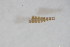  (Parakiefferiella sp. 1SW - BIOUG05144-H11)  @11 [ ] CreativeCommons - Attribution Non-Commercial Share-Alike (2015) Unspecified SNSB, Zoologische Staatssammlung Muenchen