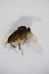  ( - BIOUG05206-E08)  @12 [ ] CreativeCommons - Attribution Non-Commercial Share-Alike (2015) Unspecified SNSB, Zoologische Staatssammlung Muenchen