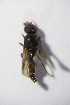  ( - BIOUG05206-F11)  @12 [ ] CreativeCommons - Attribution Non-Commercial Share-Alike (2015) Unspecified SNSB, Zoologische Staatssammlung Muenchen