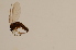  ( - BIOUG05214-C06)  @12 [ ] CreativeCommons - Attribution Non-Commercial Share-Alike (2015) Unspecified SNSB, Zoologische Staatssammlung Muenchen