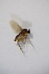  ( - BIOUG05220-D05)  @12 [ ] CreativeCommons - Attribution Non-Commercial Share-Alike (2015) Unspecified SNSB, Zoologische Staatssammlung Muenchen