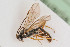  ( - BIOUG05261-B12)  @13 [ ] by-nc-sa (2020) SNSB, Staatliche Naturwissenschaftliche Sammlungen Bayerns SNSB, Zoologische Staatssammlung Muenchen