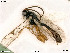  ( - BIOUG05261-G05)  @13 [ ] by-nc-sa (2020) SNSB, Staatliche Naturwissenschaftliche Sammlungen Bayerns SNSB, Zoologische Staatssammlung Muenchen