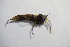  (Rhamphomyia umbripennis - BIOUG05266-B08)  @12 [ ] CreativeCommons - Attribution Non-Commercial Share-Alike (2015) Unspecified SNSB, Zoologische Staatssammlung Muenchen