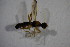  ( - BIOUG05146-H07)  @11 [ ] CreativeCommons - Attribution Non-Commercial Share-Alike (2015) Unspecified SNSB, Zoologische Staatssammlung Muenchen