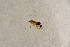  (Euthyneura albipennis - BIOUG05388-E07)  @12 [ ] CreativeCommons - Attribution Non-Commercial Share-Alike (2015) Unspecified SNSB, Zoologische Staatssammlung Muenchen