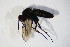  ( - BIOUG05393-G01)  @12 [ ] CreativeCommons - Attribution Non-Commercial Share-Alike (2015) Unspecified SNSB, Zoologische Staatssammlung Muenchen