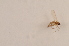  (Corynoptera breviformis - BIOUG05455-C07)  @12 [ ] CreativeCommons - Attribution Non-Commercial Share-Alike (2015) Unspecified SNSB, Zoologische Staatssammlung Muenchen