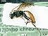  ( - BIOUG05397-F04)  @13 [ ] by-nc-sa (2020) SNSB, Staatliche Naturwissenschaftliche Sammlungen Bayerns SNSB, Zoologische Staatssammlung Muenchen