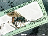  ( - BIOUG05397-F07)  @11 [ ] by-nc-sa (2020) SNSB, Staatliche Naturwissenschaftliche Sammlungen Bayerns SNSB, Zoologische Staatssammlung Muenchen