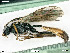  ( - BIOUG05397-G06)  @13 [ ] by-nc-sa (2020) SNSB, Staatliche Naturwissenschaftliche Sammlungen Bayerns SNSB, Zoologische Staatssammlung Muenchen