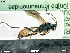  ( - BIOUG05397-G08)  @13 [ ] by-nc-sa (2020) SNSB, Staatliche Naturwissenschaftliche Sammlungen Bayerns SNSB, Zoologische Staatssammlung Muenchen