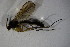  ( - BIOUG05775-A02)  @11 [ ] CreativeCommons - Attribution Non-Commercial Share-Alike (2015) Unspecified SNSB, Zoologische Staatssammlung Muenchen