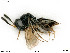  ( - BIOUG05779-C08)  @11 [ ] by-nc-sa (2020) SNSB, Staatliche Naturwissenschaftliche Sammlungen Bayerns SNSB, Zoologische Staatssammlung Muenchen