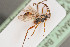  ( - BIOUG05779-G08)  @13 [ ] by-nc-sa (2020) SNSB, Staatliche Naturwissenschaftliche Sammlungen Bayerns SNSB, Zoologische Staatssammlung Muenchen