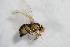  ( - BIOUG05898-G07)  @11 [ ] CreativeCommons - Attribution Non-Commercial Share-Alike (2015) Unspecified SNSB, Zoologische Staatssammlung Muenchen