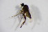  (Megaselia diversa - BIOUG05899-E11)  @13 [ ] CreativeCommons - Attribution Non-Commercial Share-Alike (2015) Unspecified SNSB, Zoologische Staatssammlung Muenchen