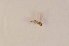  ( - BIOUG05944-A09)  @12 [ ] CreativeCommons - Attribution Non-Commercial Share-Alike (2015) Unspecified SNSB, Zoologische Staatssammlung Muenchen