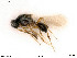  ( - BIOUG05948-A09)  @11 [ ] by-nc-sa (2020) SNSB, Staatliche Naturwissenschaftliche Sammlungen Bayerns SNSB, Zoologische Staatssammlung Muenchen