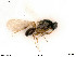  ( - BIOUG05949-F12)  @11 [ ] by-nc-sa (2020) SNSB, Staatliche Naturwissenschaftliche Sammlungen Bayerns SNSB, Zoologische Staatssammlung Muenchen