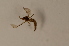  (Cratyna nr. pernitida - BIOUG06050-D08)  @12 [ ] CreativeCommons - Attribution Non-Commercial Share-Alike (2015) Unspecified SNSB, Zoologische Staatssammlung Muenchen