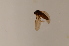  (Gymnophora arcuata - BIOUG06050-H11)  @12 [ ] CreativeCommons - Attribution Non-Commercial Share-Alike (2015) Unspecified SNSB, Zoologische Staatssammlung Muenchen
