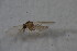  ( - BIOUG06053-D04)  @12 [ ] CreativeCommons - Attribution Non-Commercial Share-Alike (2015) Unspecified SNSB, Zoologische Staatssammlung Muenchen