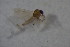  ( - BIOUG06054-C02)  @12 [ ] CreativeCommons - Attribution Non-Commercial Share-Alike (2015) Unspecified SNSB, Zoologische Staatssammlung Muenchen