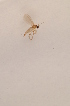  (Corynoptera polana - BIOUG06054-D01)  @13 [ ] CreativeCommons - Attribution Non-Commercial Share-Alike (2015) Unspecified SNSB, Zoologische Staatssammlung Muenchen